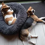 Vakantiehuis Tiny Somniflore